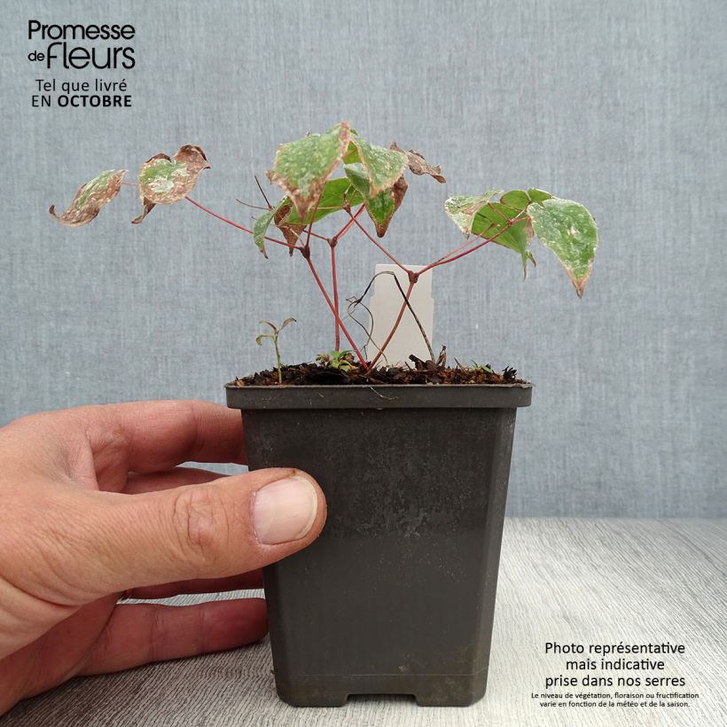 Esemplare di Epimedium grandiflorum Purple Pixie Vasetto da 8/9 cm come consegnato in autunno