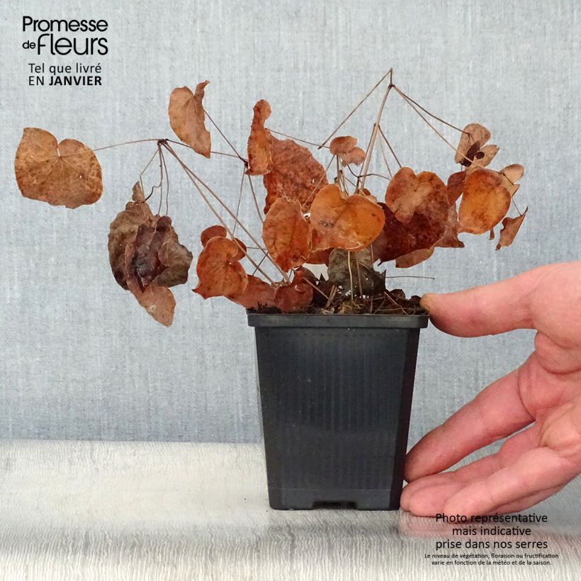 Epimedium grandiflorum Purple Pixie Vasetto da 8/9 cm esemplare consegnato in inverno