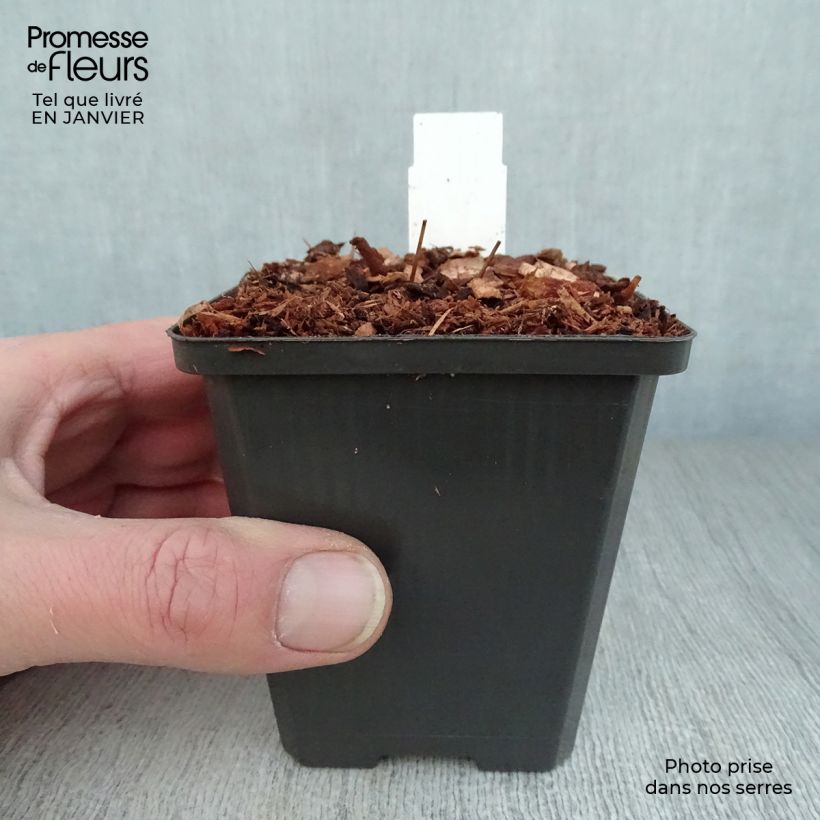 Epimedium grandiflorum Red Beauty Vasetto da 8/9 cm esemplare consegnato in inverno