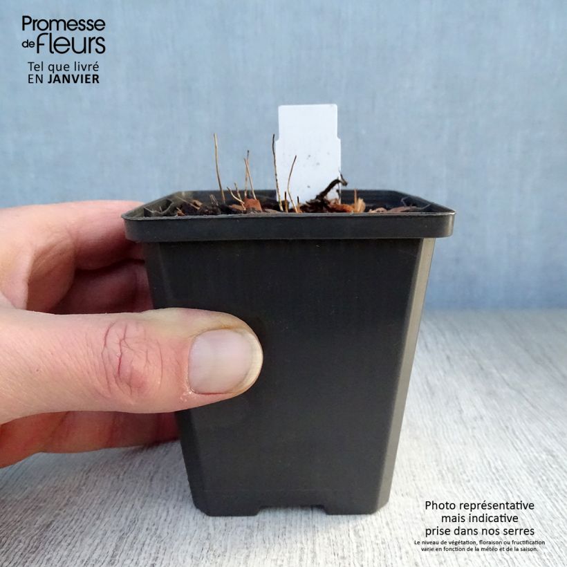 Epimedium grandiflorum Shiho Vasetto da 8/9 cm esemplare consegnato in inverno