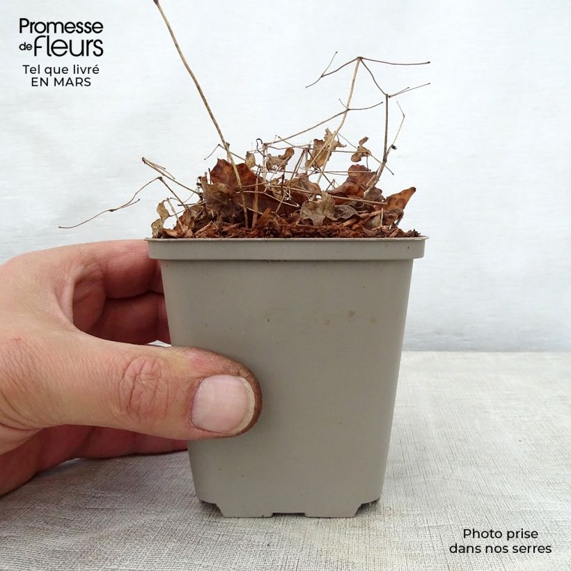 Epimedium grandiflorum Shiho Vasetto da 8/9 cm esemplare consegnato in primavera