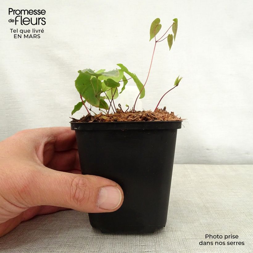 Epimedium Pink Elf Vasetto da 8/9 cm esemplare consegnato in primavera