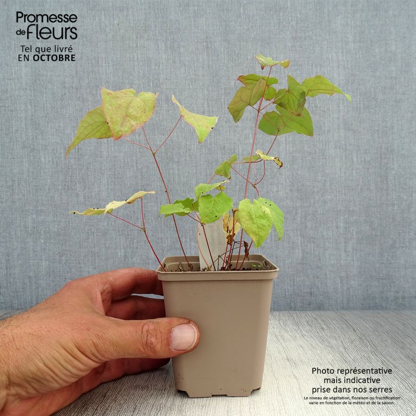Esemplare di Epimedium Pink Elf Vasetto da 8/9 cm come consegnato in autunno