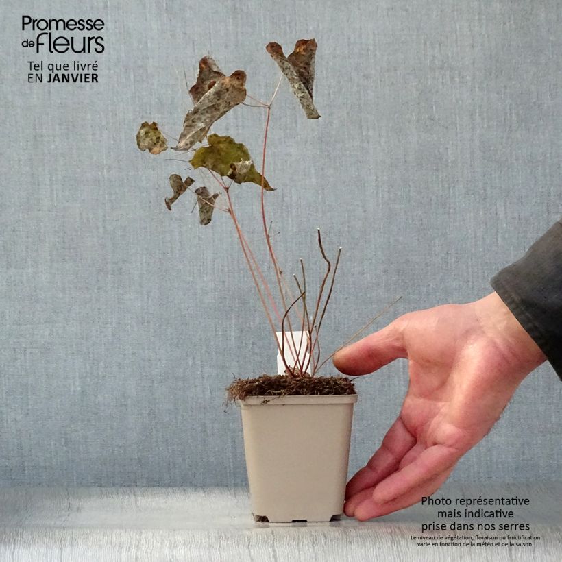 Epimedium Pink Elf Vasetto da 8/9 cm esemplare consegnato in inverno