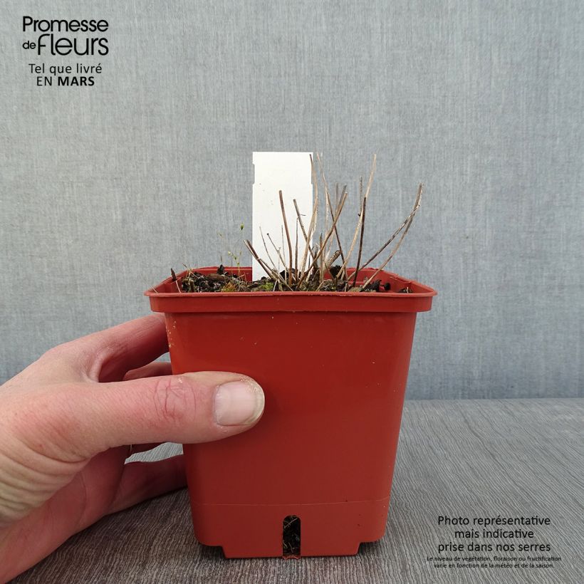 Epimedium Pink Elf Vaso da 1L/1,5L esemplare consegnato in inverno