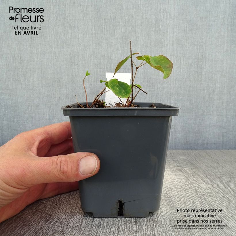 Epimedium grandiflorum Pretty in Pink Vaso da 1L/1,5L esemplare consegnato in primavera