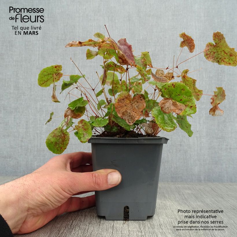 Epimedium platypetalum Sunny and Share Vaso da 1L/1,5L esemplare consegnato in inverno