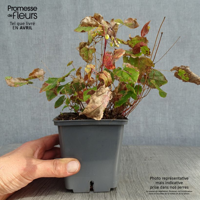 Epimedium platypetalum Sunny and Share Vaso da 1L/1,5L esemplare consegnato in primavera