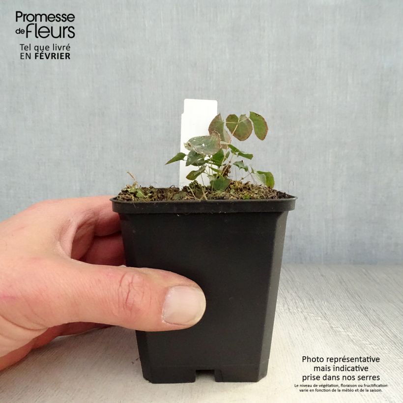 Epimedium perralchicum Fröhnleiten Vasetto da 8/9 cm esemplare consegnato in inverno