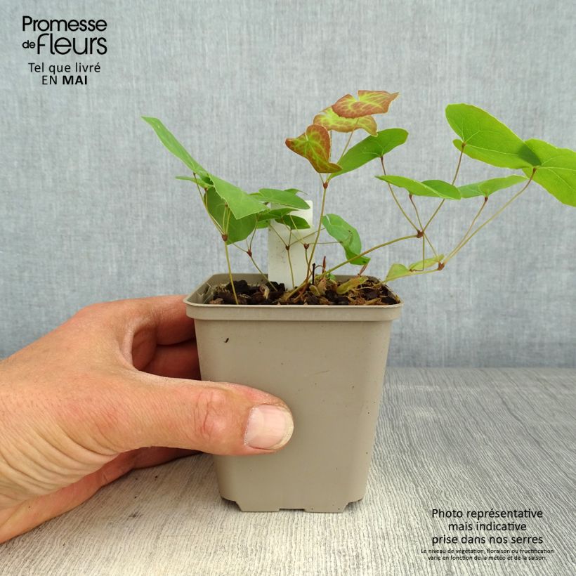 Epimedium pinnatum subsp. colchicum Black Sea Vasetto da 8/9 cm esemplare consegnato in primavera