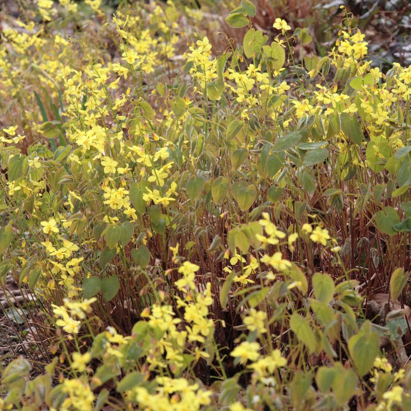 Epimedium pinnatum subsp. colchicum (Fioritura)