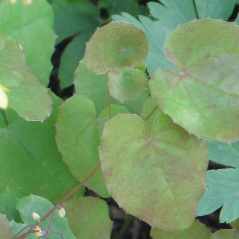 Epimedium platypetalum (Fogliame)