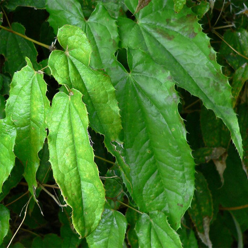 Epimedium pubescens (Fogliame)