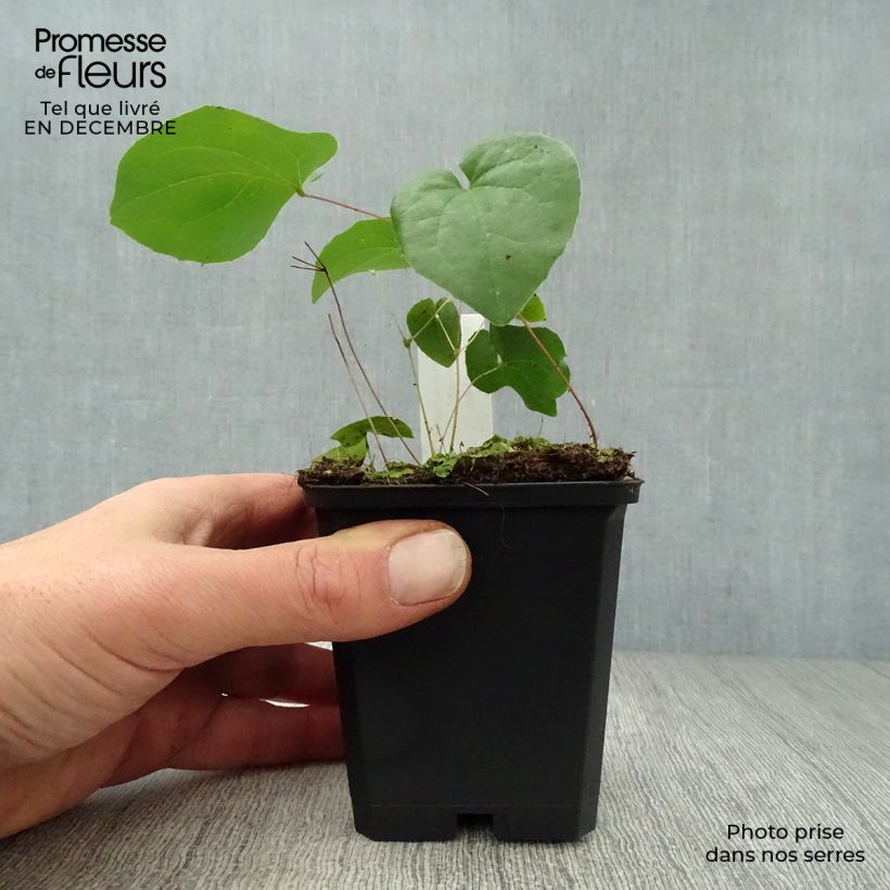 Epimedium pubigerum Orangekönigin Vasetto da 8/9 cm esemplare consegnato in inverno