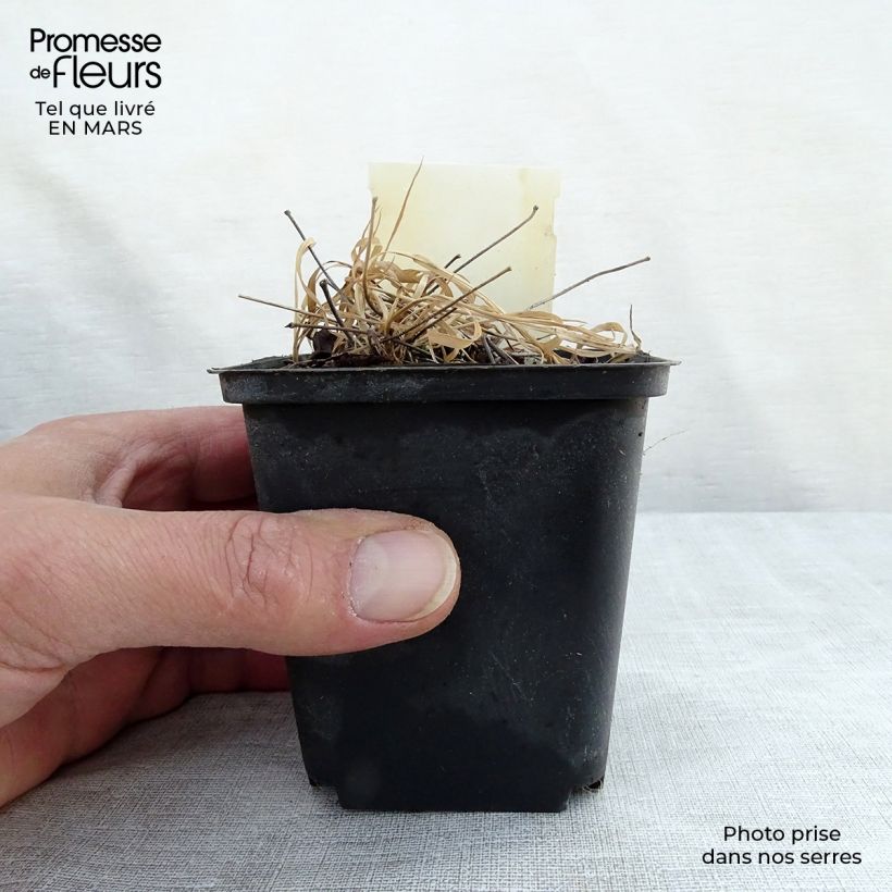 Epimedium rubrum Vasetto da 8/9 cm esemplare consegnato in primavera