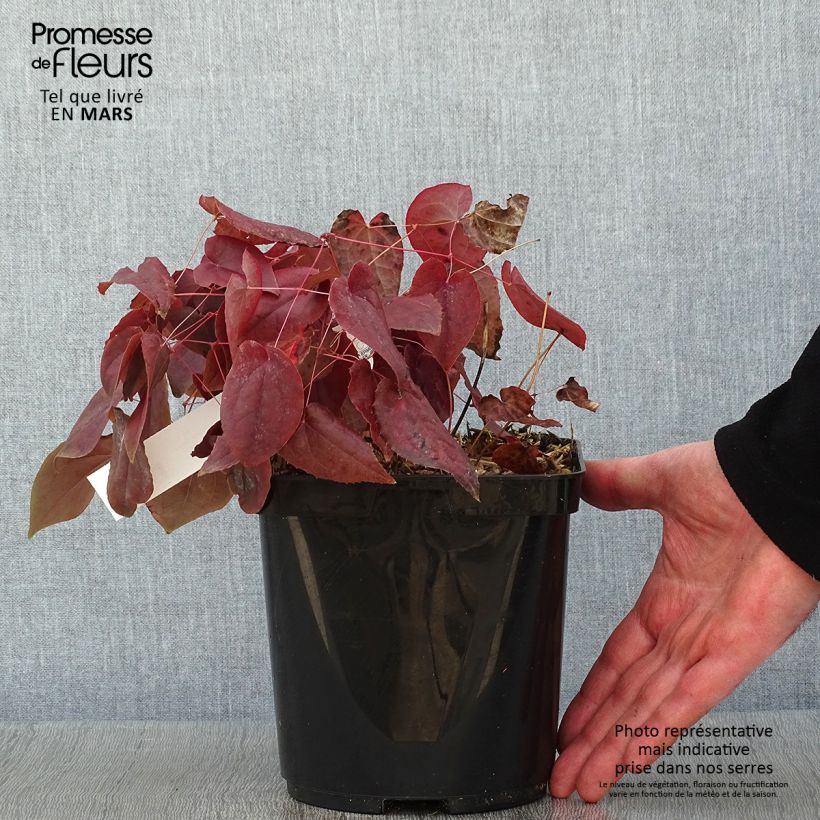 Epimedium rubrum Vaso da 2L/3L esemplare consegnato in inverno