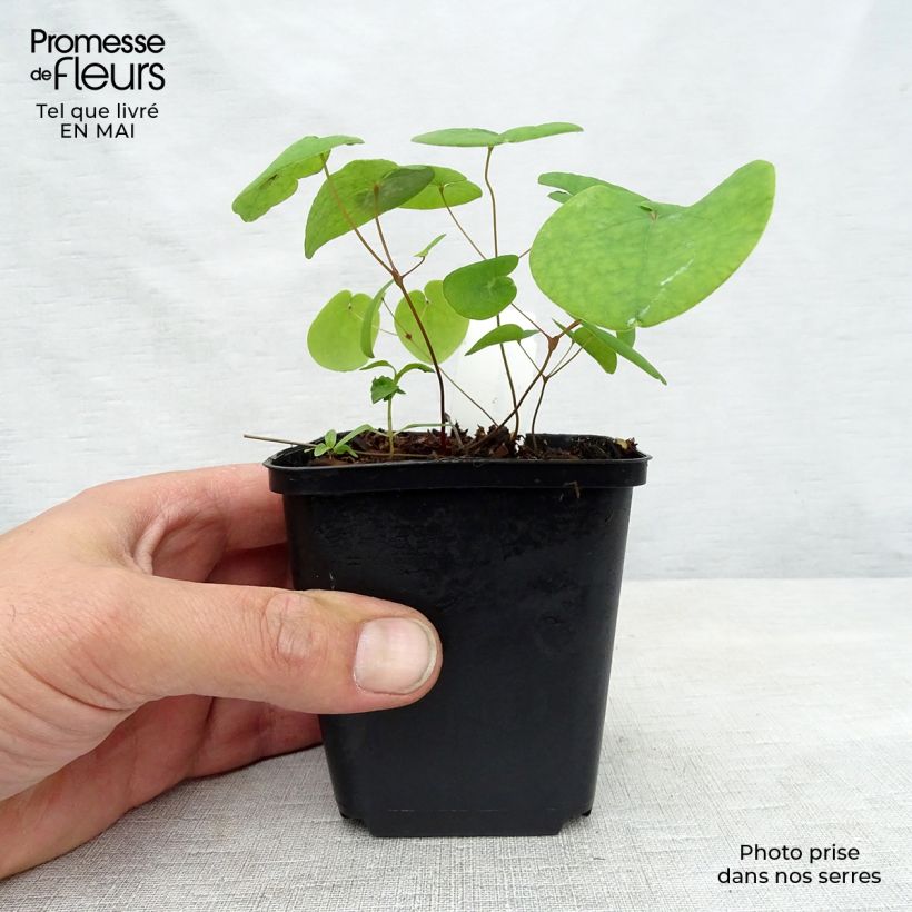 Epimedium rubrum Galadriel Vasetto da 8/9 cm esemplare consegnato in primavera