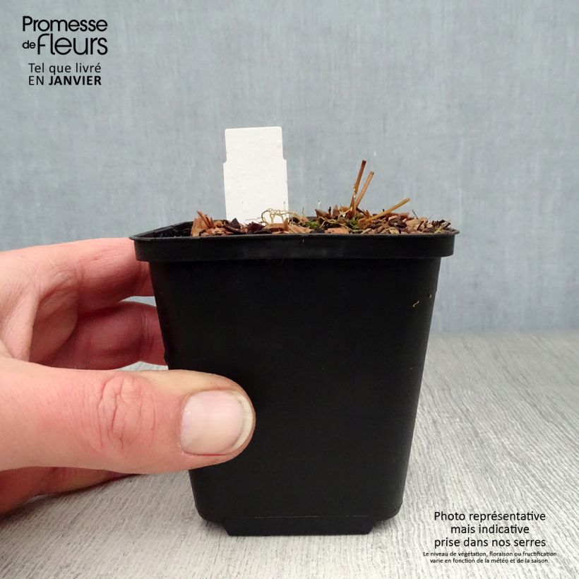 Epimedium rubrum Galadriel Vasetto da 8/9 cm esemplare consegnato in inverno