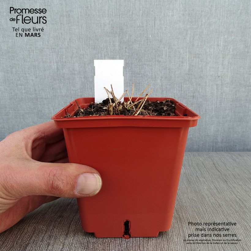 Epimedium rubrum Galadriel Vaso da 1L/1,5L esemplare consegnato in inverno