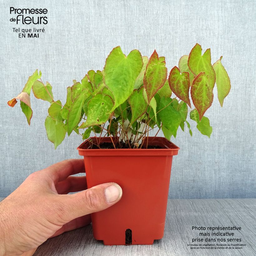 Epimedium rubrum Galadriel Vaso da 1L/1,5L esemplare consegnato in primavera