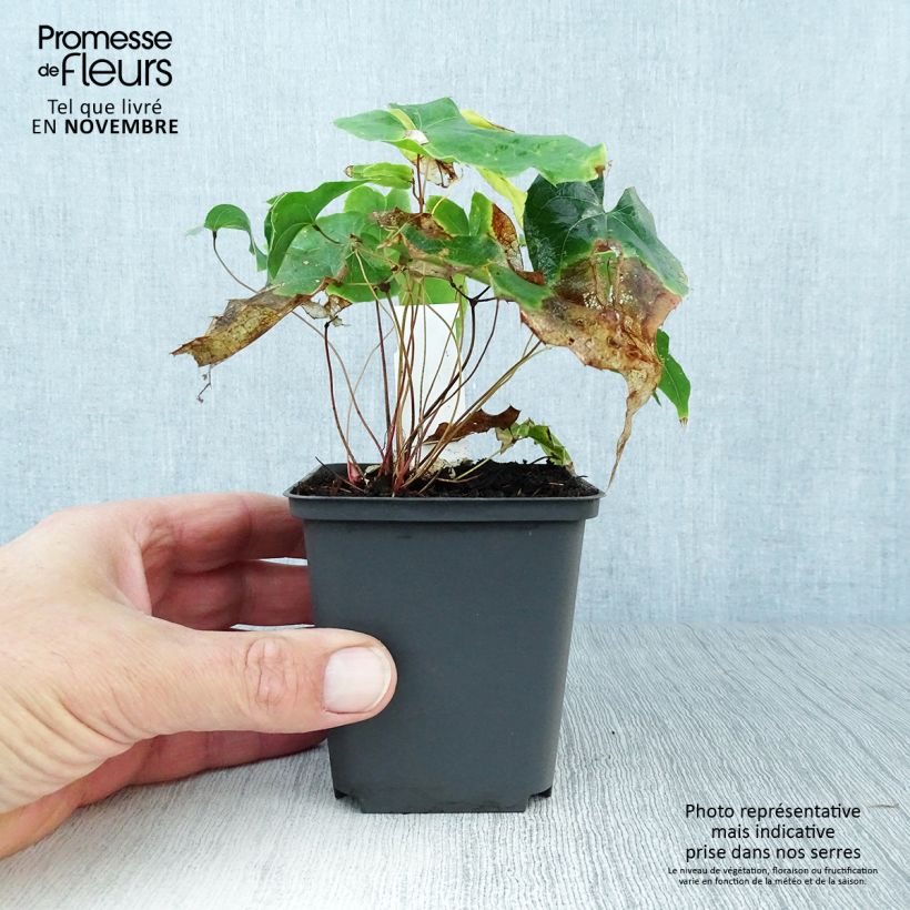 Esemplare di Epimedium stellulatum Wudang Star Vasetto da 8/9 cm come consegnato in autunno