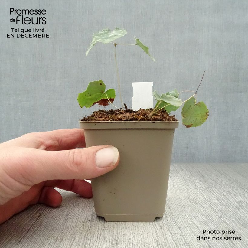 Epimedium stellulatum Wudang Star Vasetto da 8/9 cm esemplare consegnato in inverno