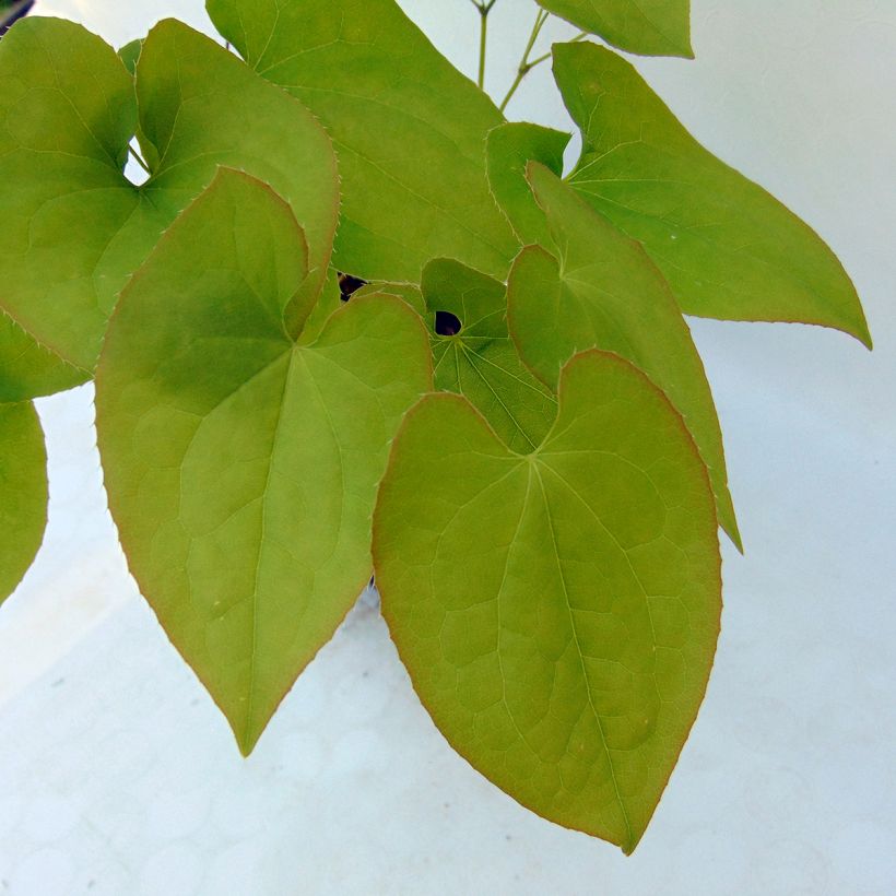 Epimedium warleyense Ellen willmott (Fogliame)