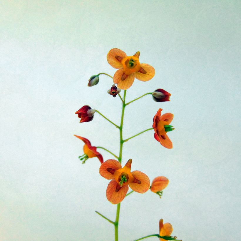 Epimedium warleyense Ellen willmott (Fioritura)