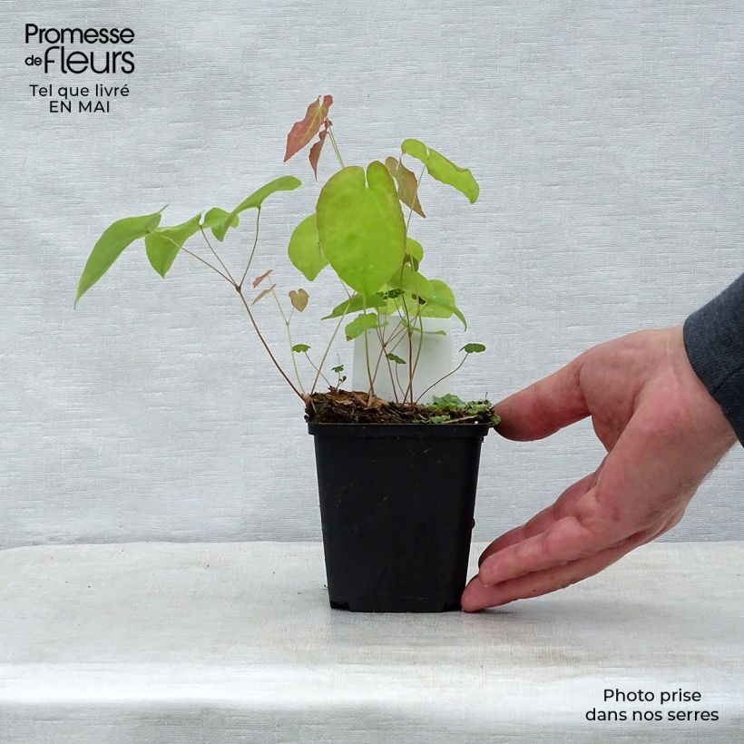 Epimedium warleyense Ellen willmott Vasetto da 8/9 cm esemplare consegnato in primavera
