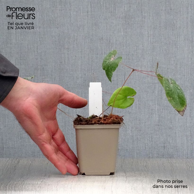 Epimedium warleyense Ellen willmott Vasetto da 8/9 cm esemplare consegnato in inverno