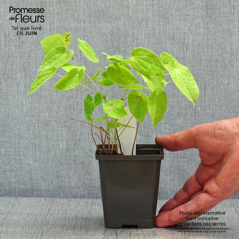 Epimedium warleyense Vasetto da 8/9 cm esemplare consegnato in primavera