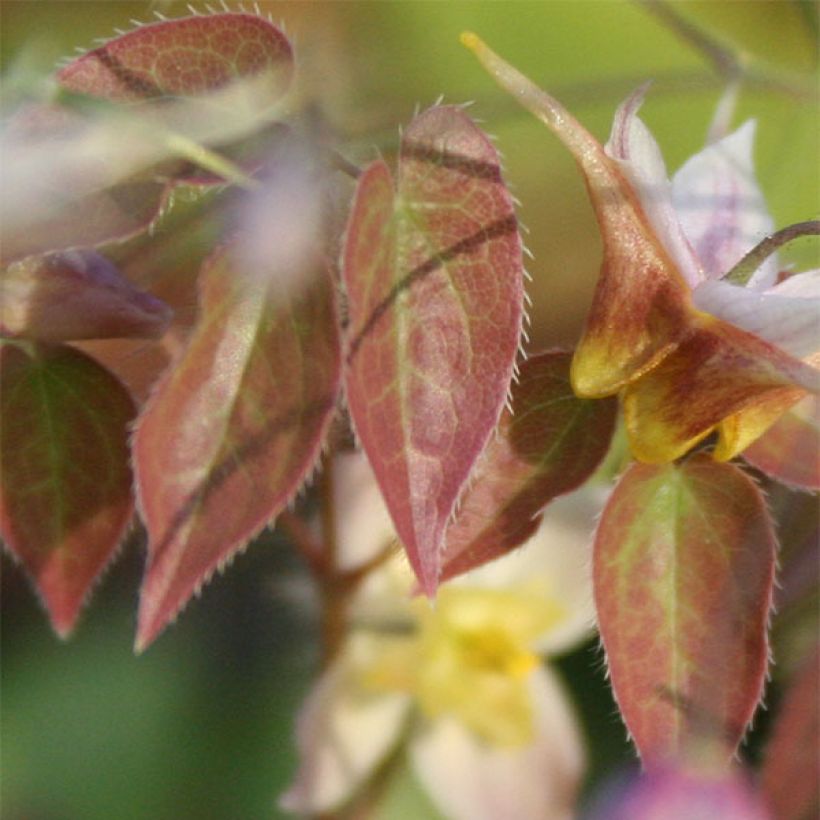 Epimedium Cupreum (Fogliame)