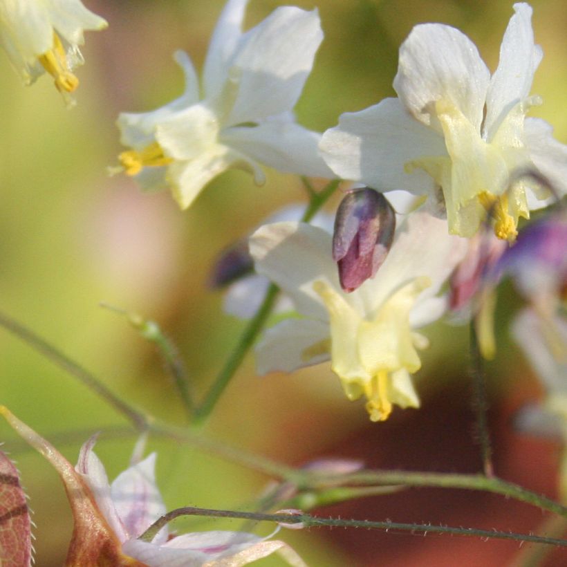Epimedium Cupreum (Fioritura)