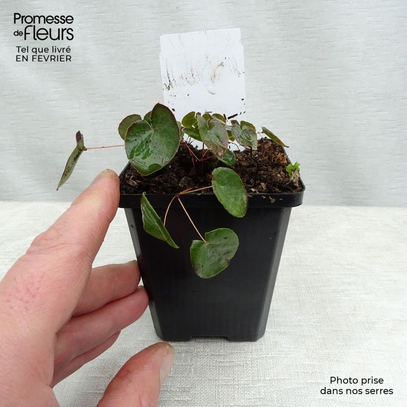 Epimedium versicolor Sulphureum Vasetto da 7/8 cm esemplare consegnato in inverno