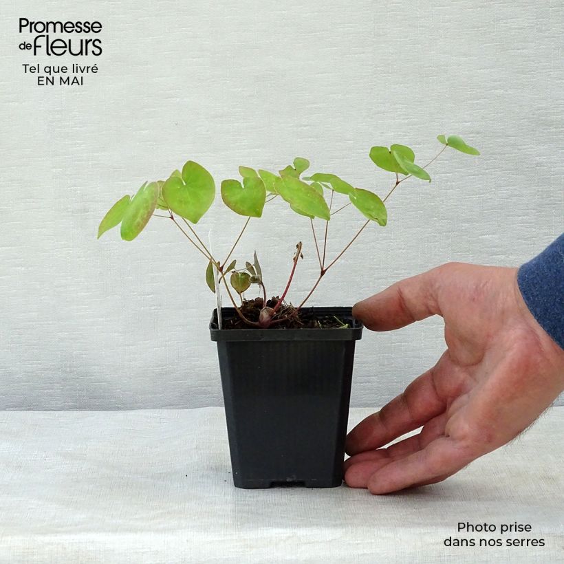 Epimedium versicolor Sulphureum Vasetto da 7/8 cm esemplare consegnato in primavera