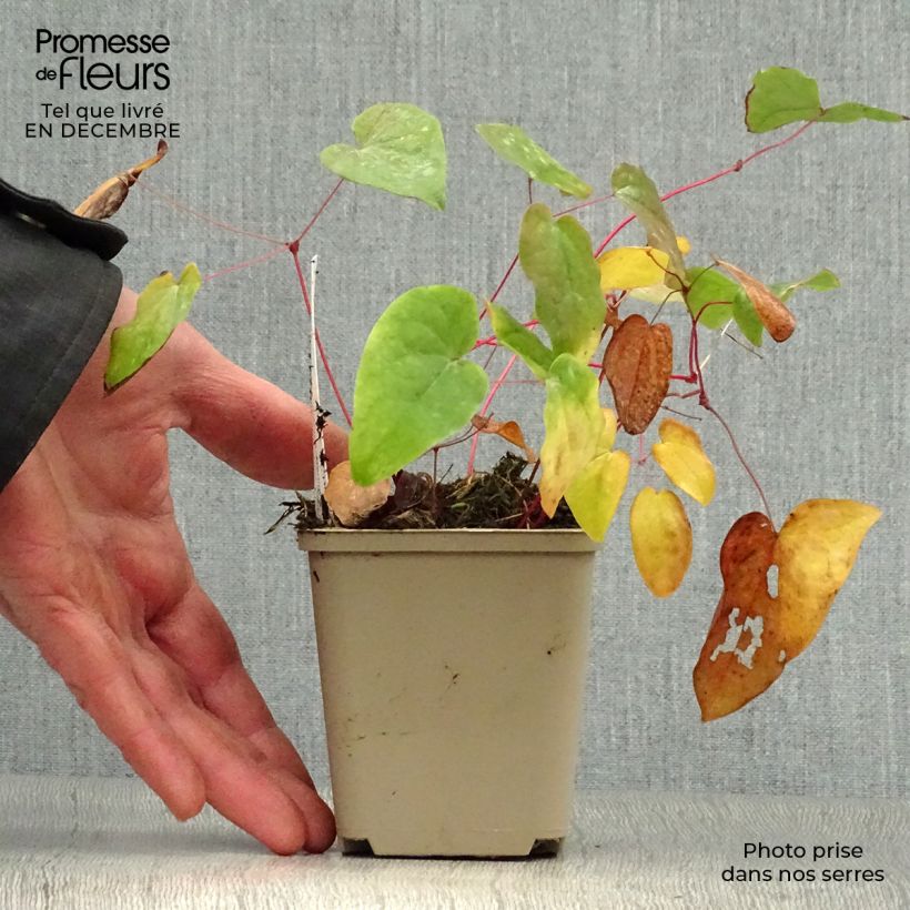 Epimedium youngianum Merlin Vasetto da 8/9 cm esemplare consegnato in inverno