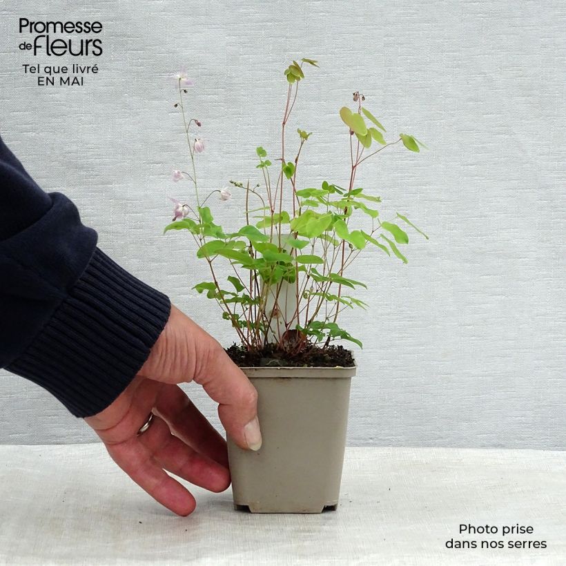 Epimedium youngianum Roseum Vasetto da 8/9 cm esemplare consegnato in primavera