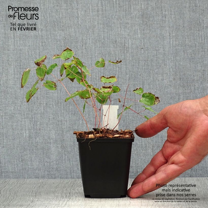 Esemplare di Epimedium youngianum Yenomoto Vasetto da 8/9 cm come consegnato in autunno