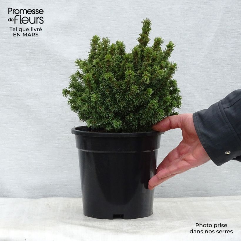 Picea glauca Alberta Globe Vaso da 2L/3L esemplare consegnato in primavera