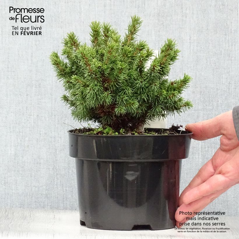 Picea glauca Alberta Globe Vaso da 2L/3L esemplare consegnato in inverno