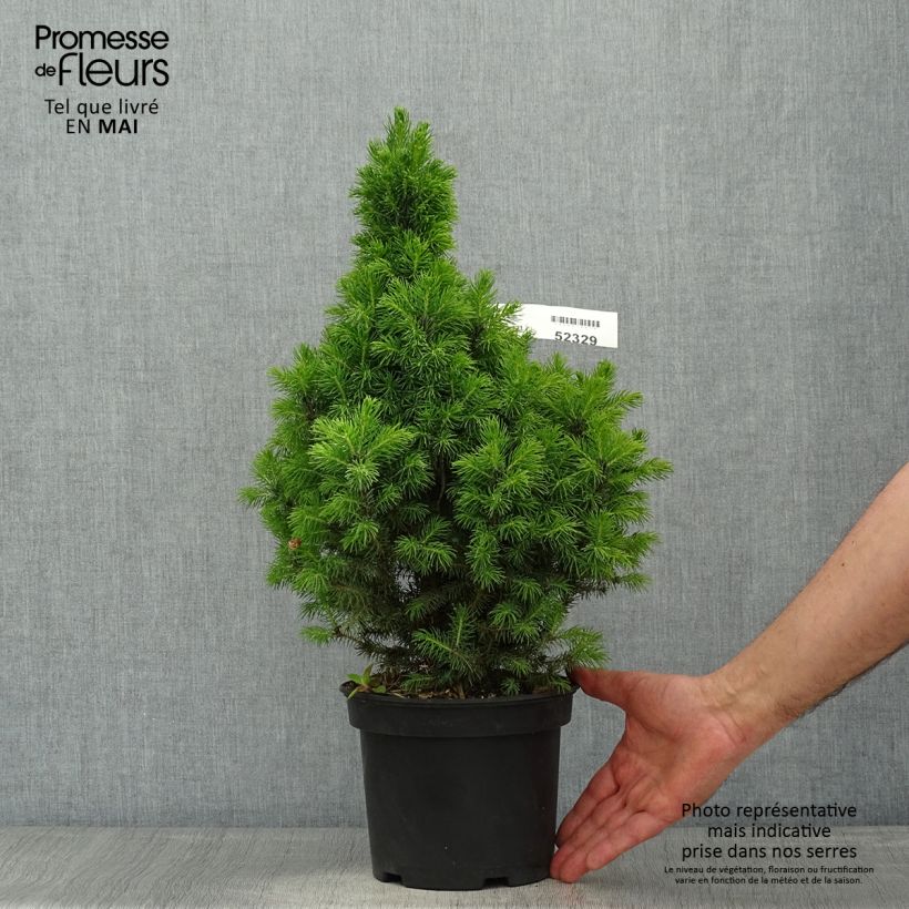 Picea glauca Conica Blue Vaso da 3L/4L esemplare consegnato in primavera