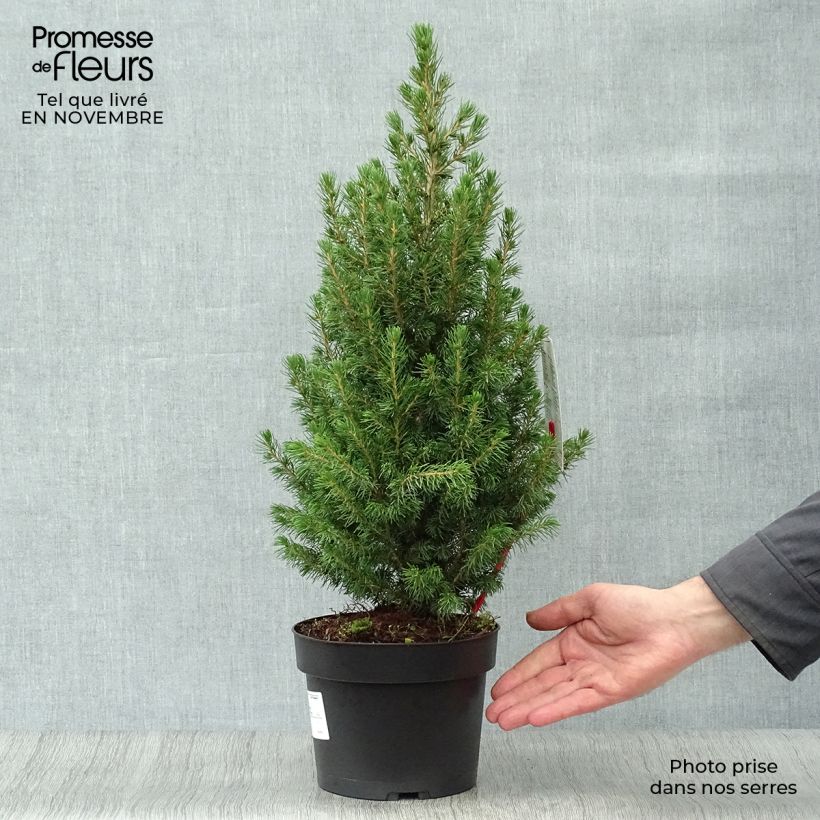 Esemplare di Picea glauca Conica Vaso da 2L/3L come consegnato in autunno