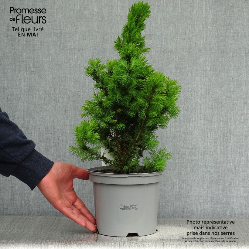 Picea glauca Conica Vaso da 2L/3L esemplare consegnato in primavera
