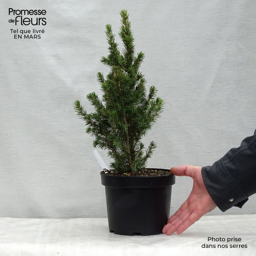 Picea glauca Daisy's White Vaso da 2L/3L esemplare consegnato in primavera