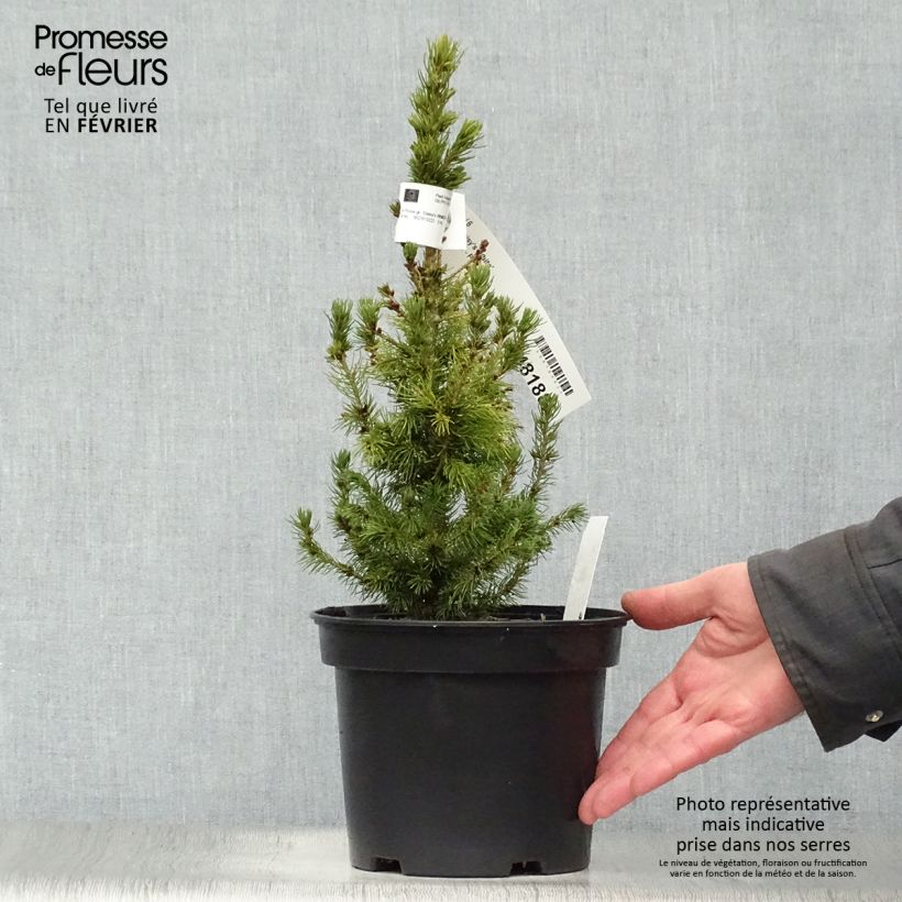 Picea glauca Daisy's White Vaso da 2L/3L esemplare consegnato in inverno