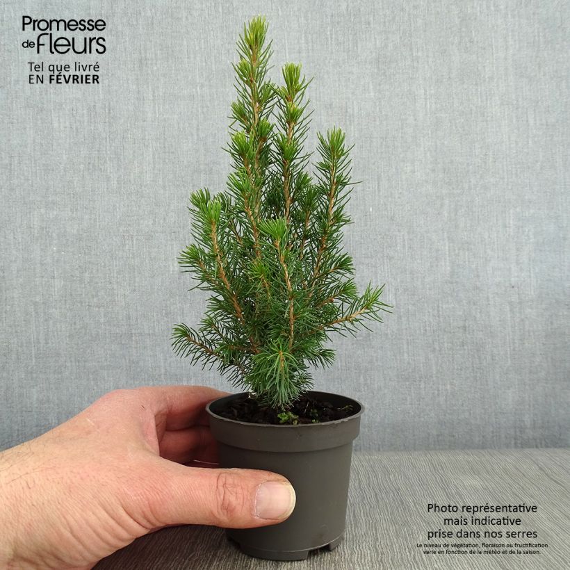 Picea glauca Daisy's White Vasetto da 8/9 cm esemplare consegnato in inverno
