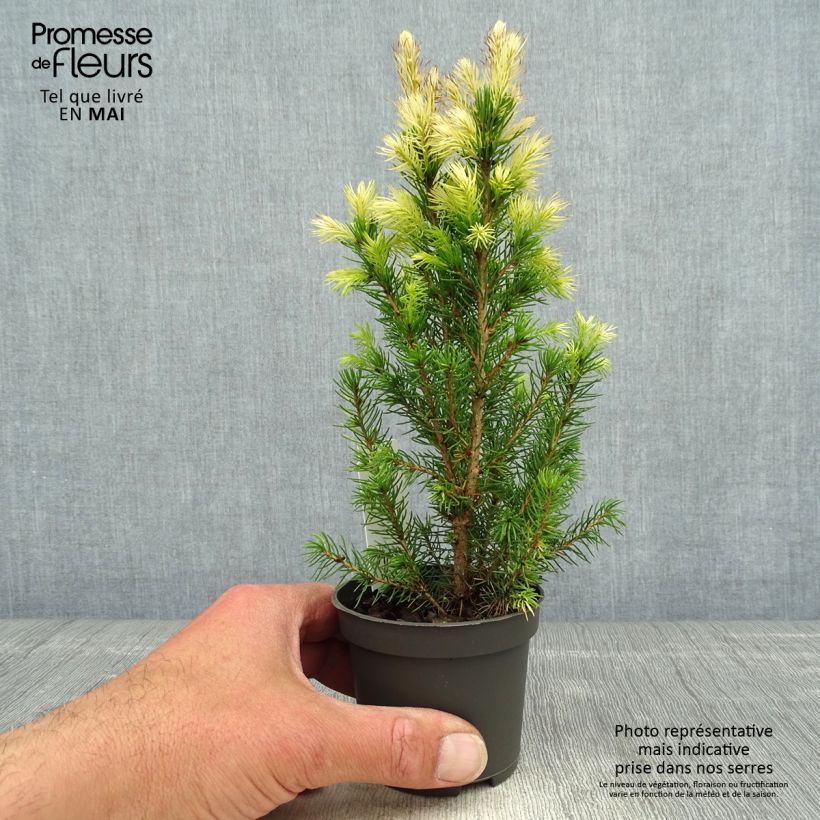 Picea glauca Daisy's White Vasetto da 8/9 cm esemplare consegnato in primavera