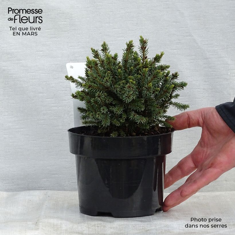 Picea glauca Echiniformis Vaso da 2L/3L esemplare consegnato in primavera