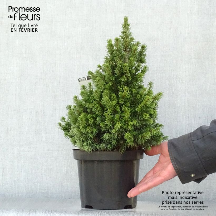Picea glauca Rainbow's End Vaso da 2L/3L esemplare consegnato in inverno
