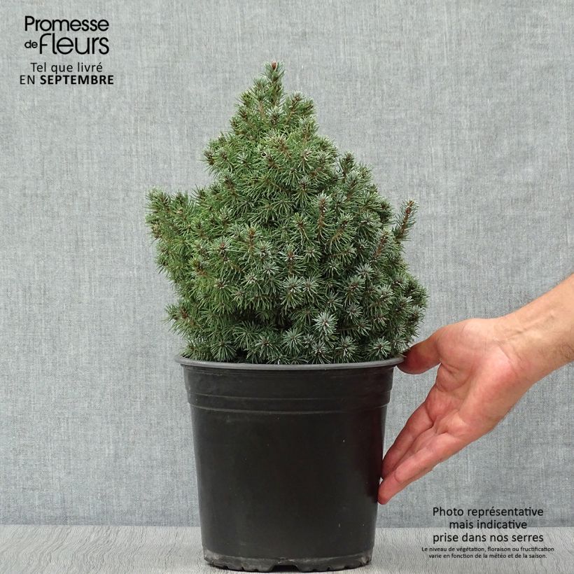 Esemplare di Picea glauca Sander's Blue Vaso da 4L/5L come consegnato in autunno